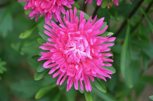 pink flower pretty plant