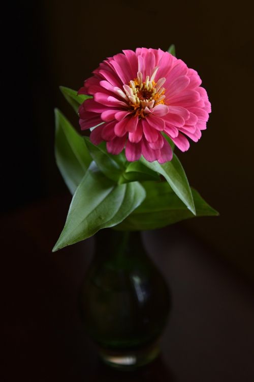 pink flower single flower blossom