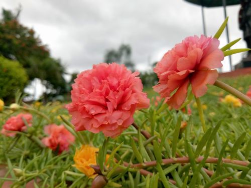 pink flower dew drops dew