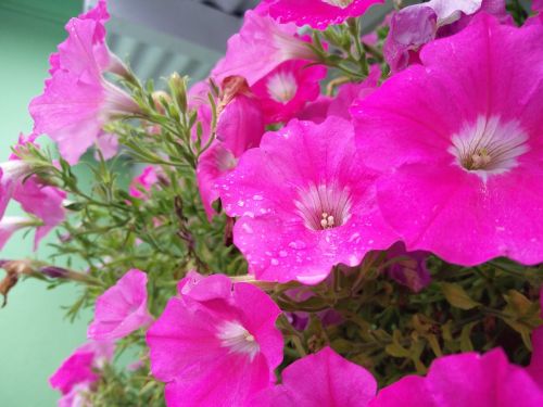 pink flower garden dew