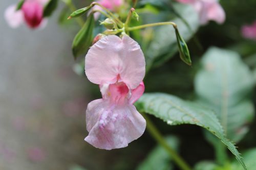 pink flower forest flower blossom