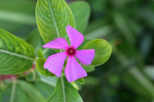 pink flower flower fresh