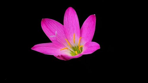 pink flower nectar summer