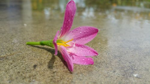 pink flower wet water