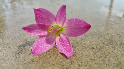 pink flower reflection water