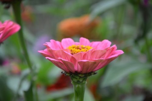 pink flower flowers plant