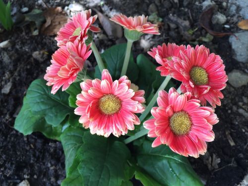 pink flower flower pink