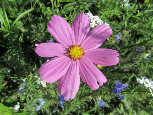 pink flower nature garden