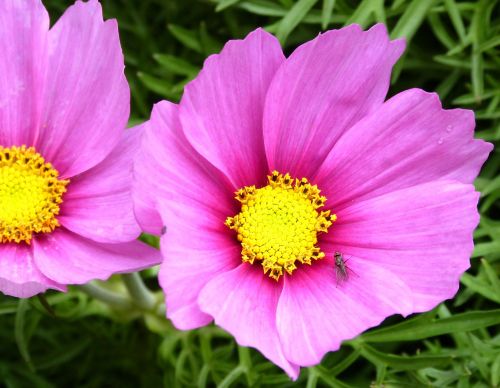 pink flower fly flower