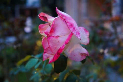 pink flower roses ro