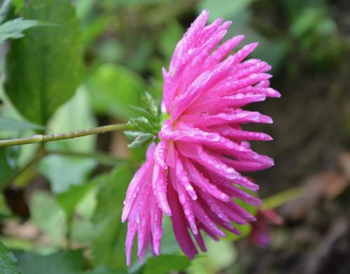 pink flower petals green leaves