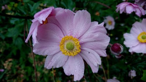 pink flower pink flower