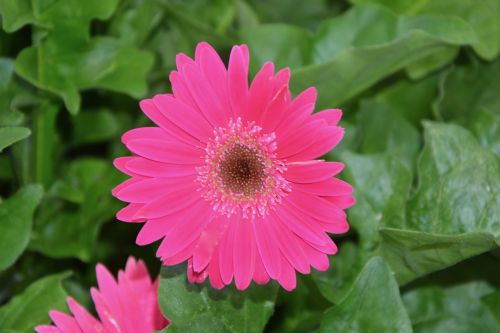 pink flower green leaves nature