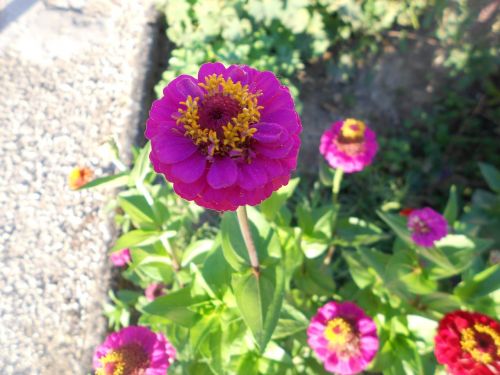 pink flower field garden