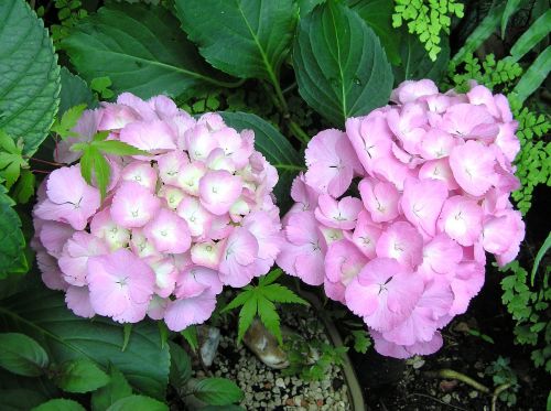 pink flower hydrangea summer