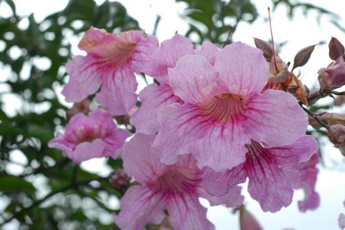 pink flower flowers spring