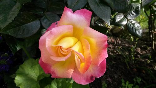 pink flower yellow rose orange rose
