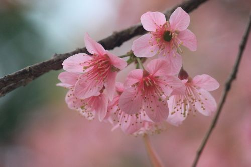 pink flower blossom pink