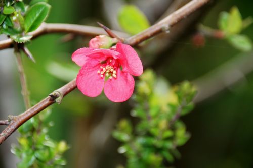 pink flower nature outdoor