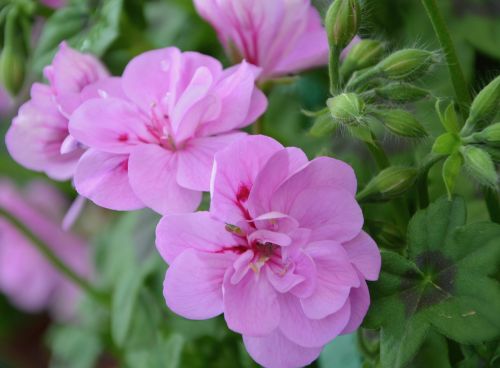 pink flower rose geranium plant