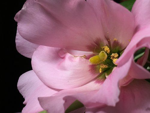 pink flower  stamens  petals