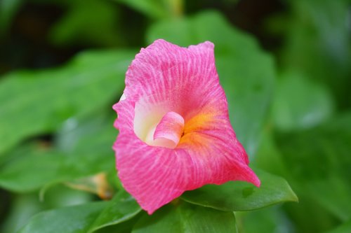 pink flower  garden  summer