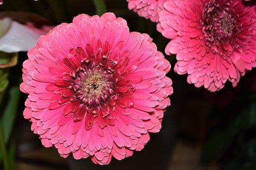 pink flower  pink gerbera  gerbera