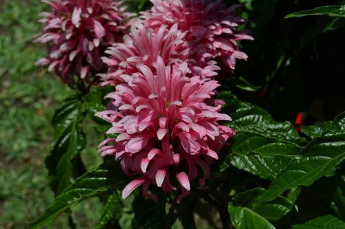 pink flower  nature  garden