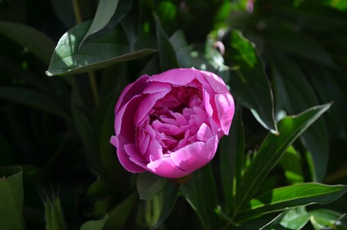 pink flower  peony  greens
