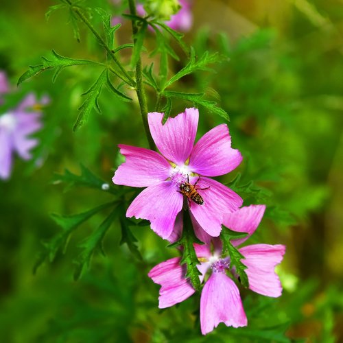 pink flower  plant  nature