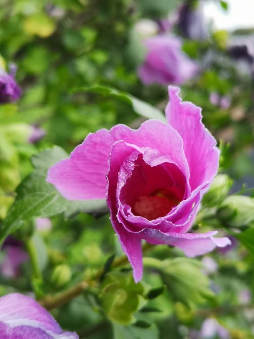 pink flower  spiral  detail