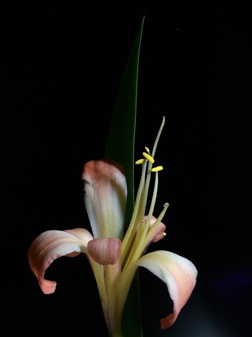 pink flower  lily  flower