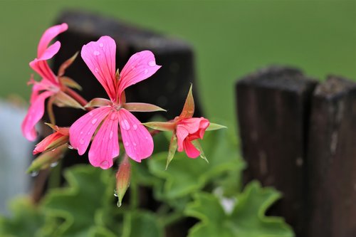 pink flower  pelargonium  after rain