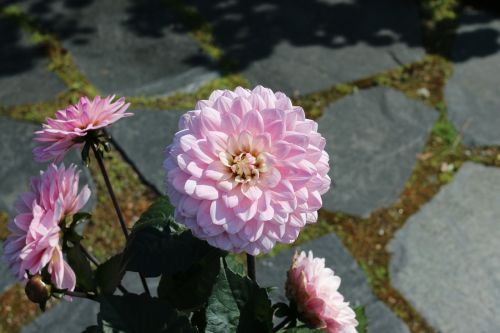 pink flower garden plant flower