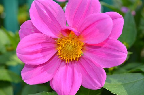 pink flower  dahlia  beauty