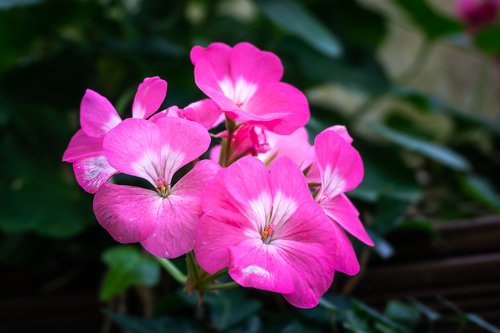 pink flower  botanical garden  light