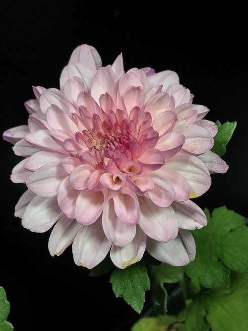 pink flower  chrysanthemum  flower