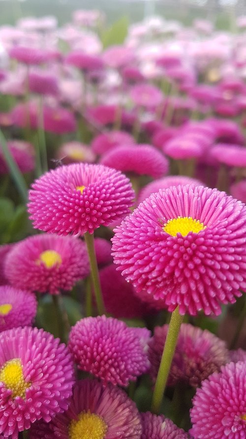 pink flower  bellis perennis  daisy meadows