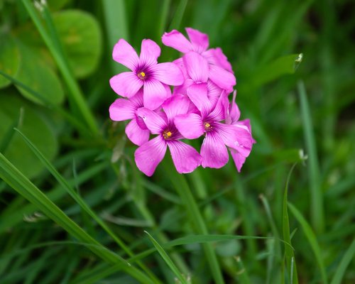 pink flower  grass  garden