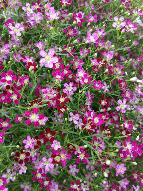 pink flower  flowers  macros