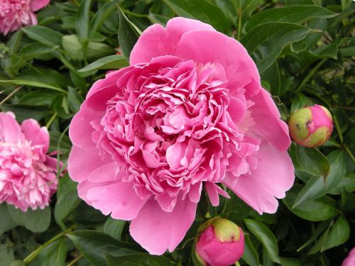 pink flower nature blossom