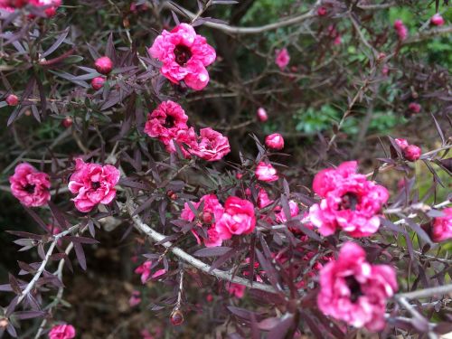 pink flower garden flowers