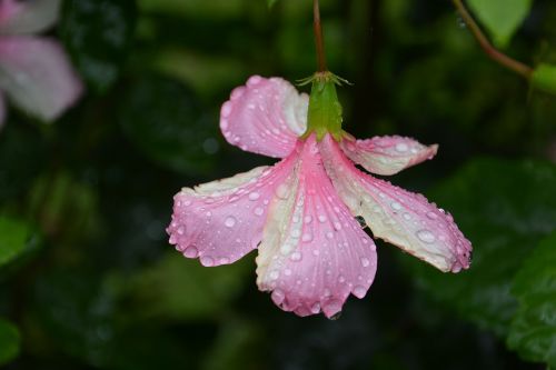 pink flower drop of water dewdrop