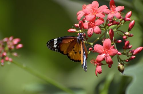 pink flower butterfly nature