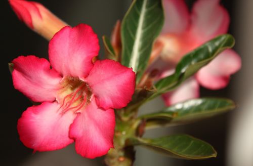 pink flower adenium desert flower