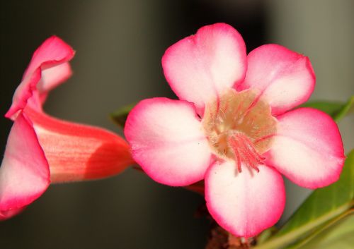 pink flower adenium desert flower