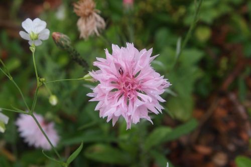pink flower cornflower bloom