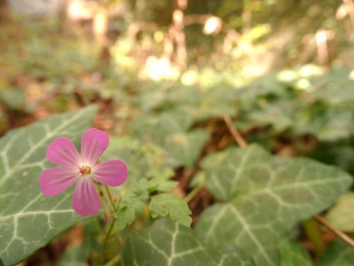 pink flower leaves forest