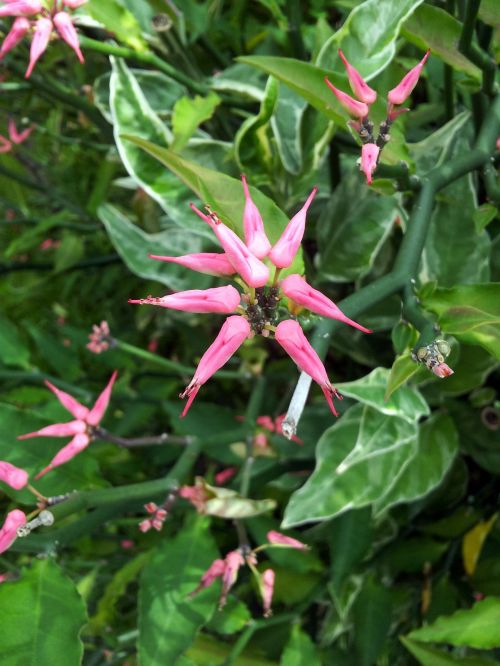 Pink Flower And Leaves Background