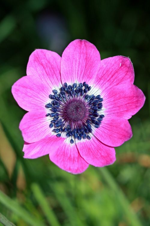 Pink Flower Close-up Macro
